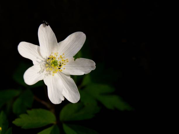 istock wood anemone (Anemone nemorosa) against a dark background 1486023966