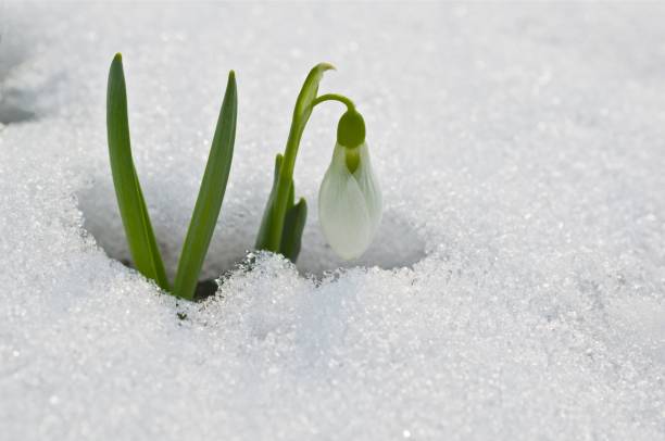 istock Snowdrop (Galanthus), breaks through the snow in March 1486024021