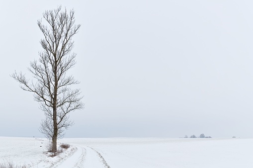 A Slender tree by the roadside in the snow-covered landscape, winter in Germany