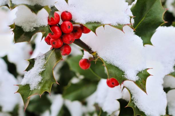 istock Holly (Ilex aquifolium), with red berries and snow 1486024107