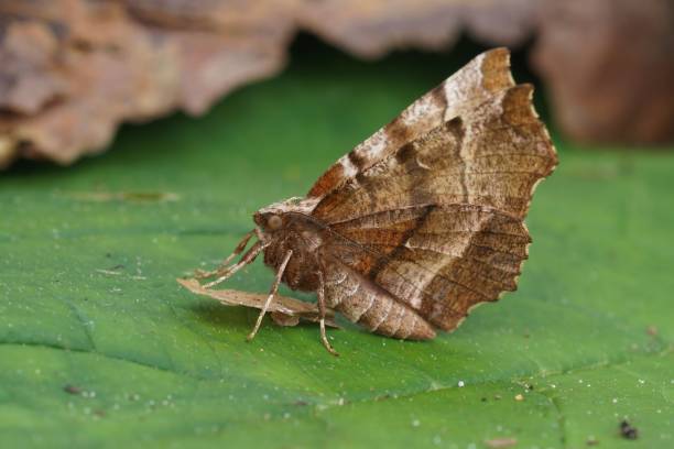 Closeup on the European early thorn geometer moth , Selenia dentaria, sitting with closed wings Natural Closeup on the European early thorn geometer moth , Selenia dentaria, sitting with closed wings dentaria stock pictures, royalty-free photos & images