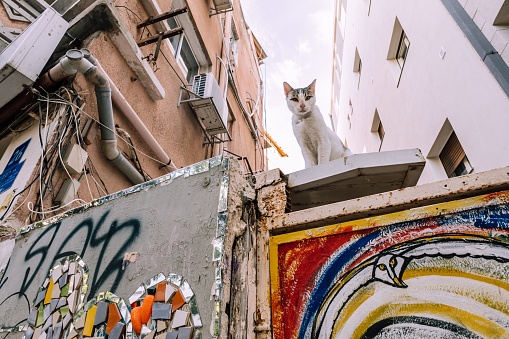 Tel Aviv, Israel – April 05, 2023: A curious domestic cat sitting atop a graffiti-covered concrete wall in an urban setting in Tel Aviv.