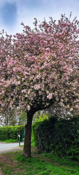 istock Blooming tree with lush pinkish-white flowers. 1486024413