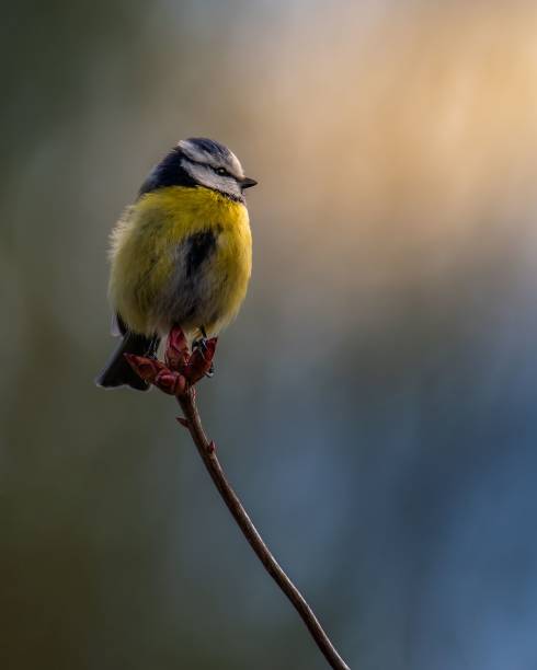 istock Blue tit bird perched on a tree branch with a blurred background. 1486024751