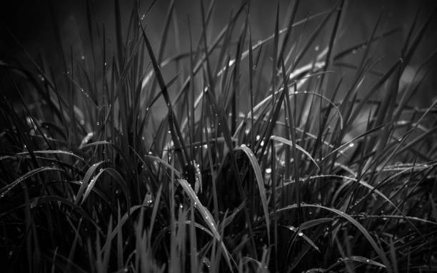 Grayscale closeup shot of dew-covered grass blades.