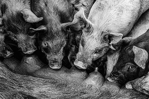 The several pigs eating milk from mother