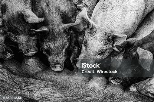 istock Several pigs eating milk from mother 1486024833