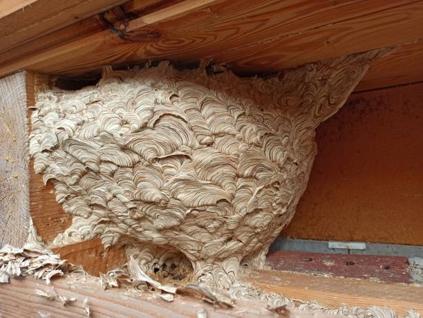 istock Wasp nisting from Last year at the roof 1486027543