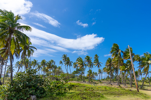 Palm trees at Cerro Gordo Beach, Puerto Rico