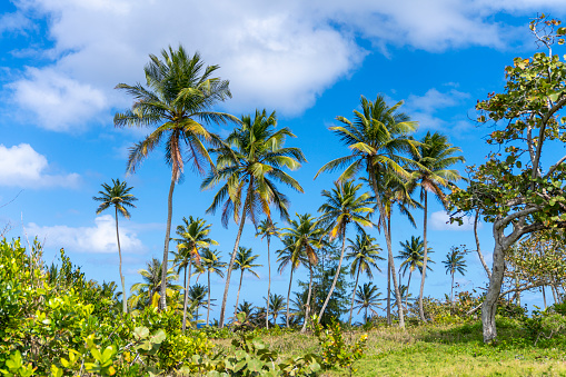 Palms at Cerro Gordo, Puerto Rico.