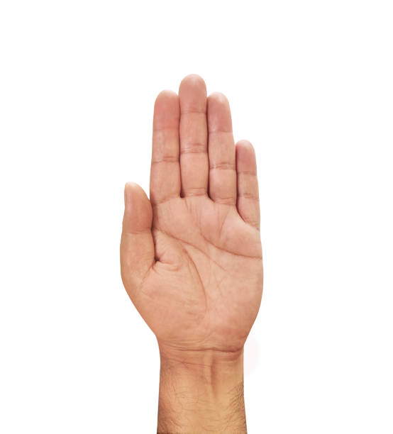 istock Hand palm isolated on white background, congress hand symbol 1486031184