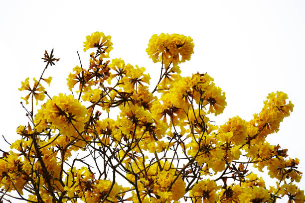 istock yellow flower isolated on white background. 1486031913