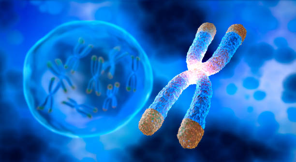 chromosomen mit telomer - chromatid stock-fotos und bilder