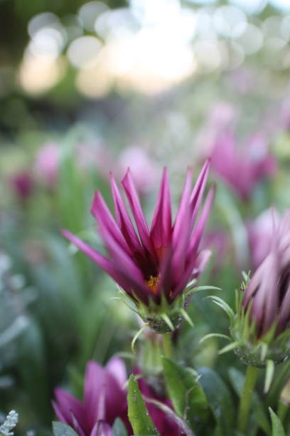 fioletowy nierozwinięty kwiat asteru w ogrodzie z rozmytym tłem - interleaf zdjęcia i obrazy z banku zdjęć
