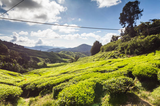 istock Tea Plantation view during day time in Cameron Highland, Pahang 1486033908
