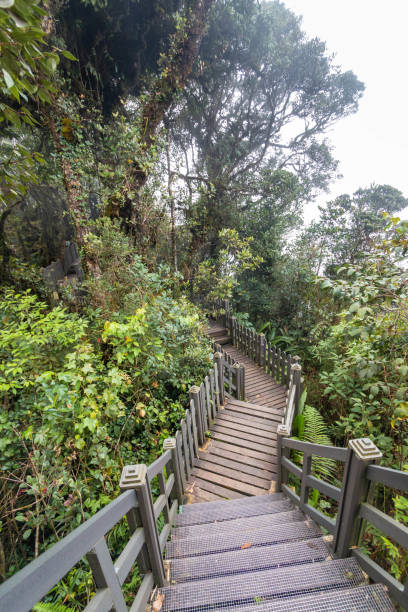 istock Mossy forest view during day time in Cameron Highland, Pahang 1486033937