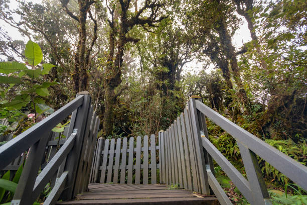 istock Mossy forest view during day time in Cameron Highland, Pahang 1486034469