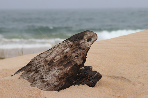 drift wood and seaweed on nordic beach in the morning. Baltic see