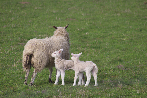 Sheep and lambs in field
