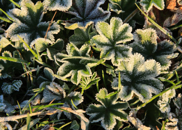 Alchemilla vulgaris on a frosty morning. Alchemilla vulgaris on a frosty morning. Grindlewald stock pictures, royalty-free photos & images
