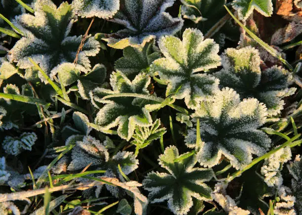 Alchemilla vulgaris on a frosty morning.