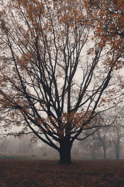 Big creepy poplar tree in the mist in the areal of Strahov Dormitories in Prague