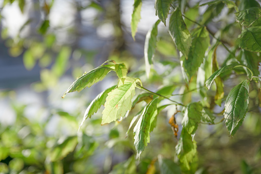 Acer japonicum, japanese maple, green leafs in backlight, Kamakura, Kanagawa prefecture, Japan