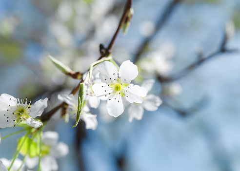 Prunus spinosa branch in bloom on springtime. Blackthorn tree with beautiful white flowers on a sunny day