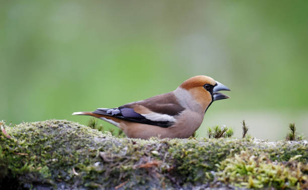 istock Hawfinch (Coccothraustes coccothraustes) Male eating 1486040623