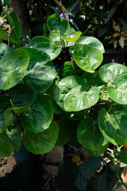 istock Polyscias scutellaria leaf, in Indonesia known as daun mangkokan or daun mangkok. 1486041726