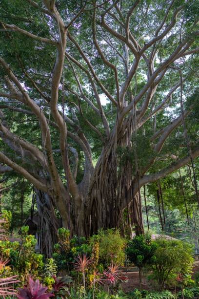 istock Lush, idyllic garden with a stunning banyan tree as the centerpiece 1486042774
