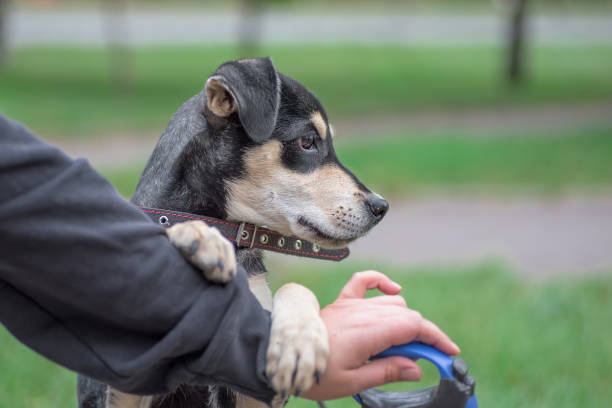 istock dog walking a mongrel puppy in a collar holding a human hand 1486043841