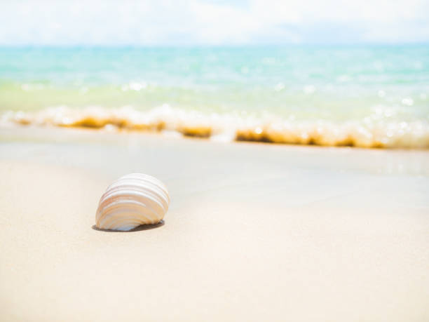 istock Shell Conch on Beach with Sea Background,White Sand at Coast with blur Wave Water Blue Ocean and Sunshine Day Nature Summer Space,Seashell with Seashore Landscape,Tourism Travel Holidays 1486044168