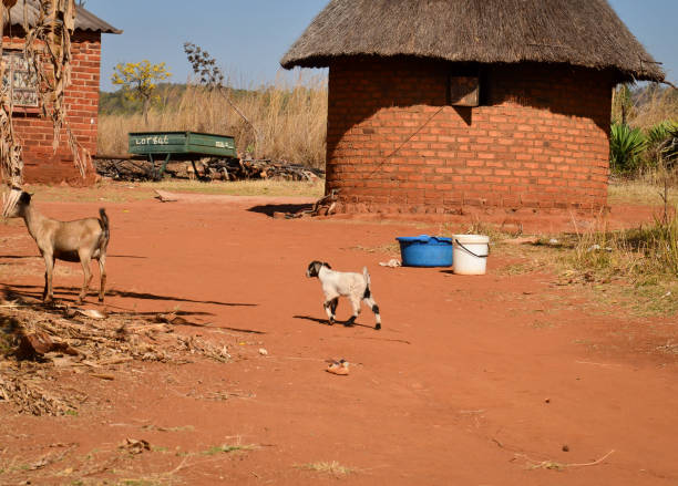 Small goats stand near a traditional village/homestead with huts in southern Africa stock photo