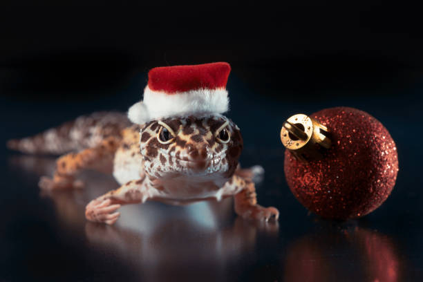 istock lizard eublefar in a Santa hat on a black background with a small red Christmas ball 1486045126
