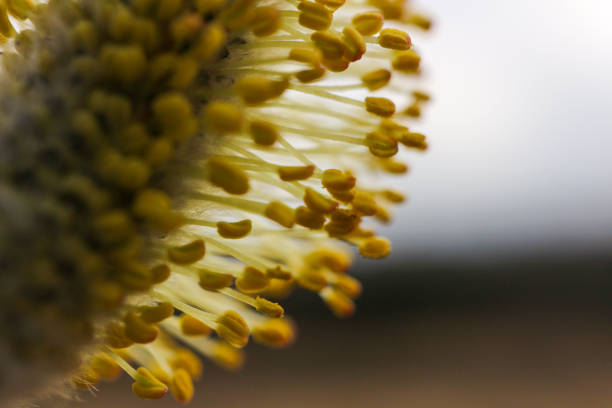 a close up of a flowering plant