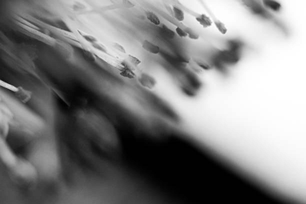 Close up of a flower in black and white