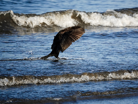 Double-crested cormorant landing with outstretched wings.