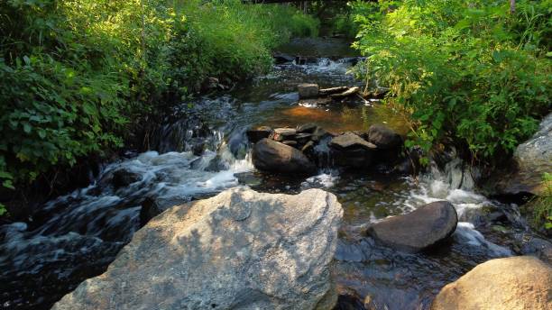 istock Tranquil scene of a small stream running through a green forest with lush vegetation. 1486050454