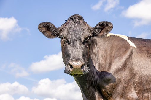 Cute dairy cow looking, black and white dairy stock, black nose, the background a blue sky