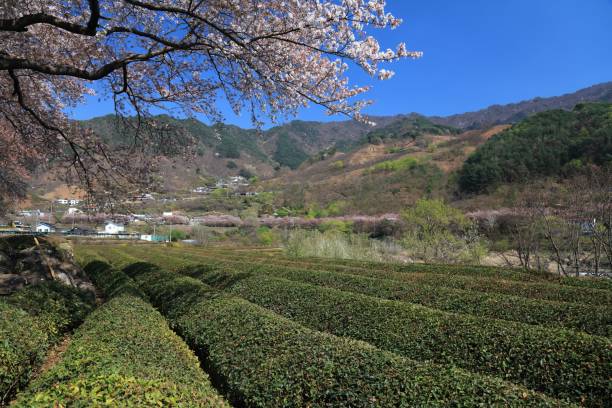 istock Tea fields in Hwagae, Hadong-gun 1486052542