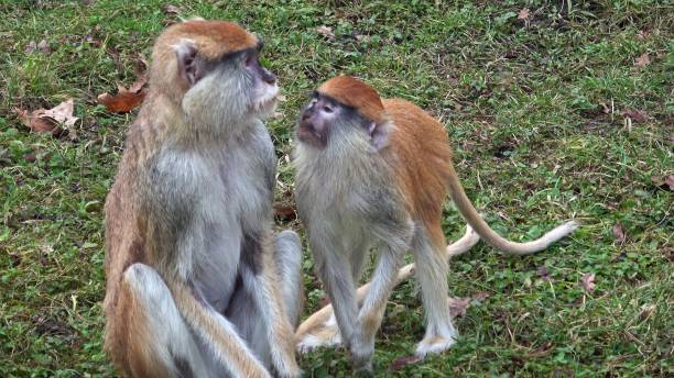 istock The patas monkey (Erythrocebus patas), also known as the wadi monkey or hussar monkey 1486053092