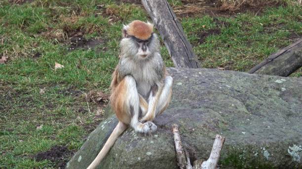 istock The patas monkey (Erythrocebus patas), also known as the wadi monkey or hussar monkey 1486053103