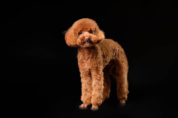 istock A red young poodle on a black background. Studio photo 1486053167