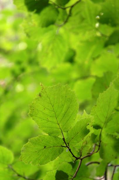 A photo of green and lush forest in spring