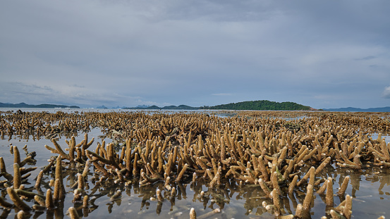 Coral reef forest during low tide at Phae island
