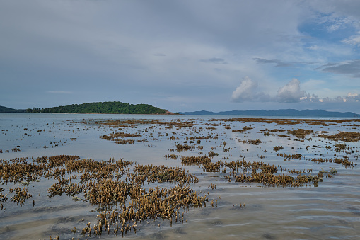 Coral reef forest during low tide at Phae island