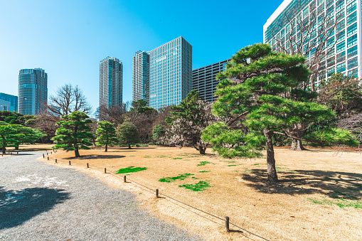 Bonsai Trees at Tokyo Metropolitan Hibiya Park in Tokyo, Japan
