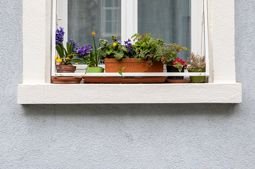 Row of old windows with shutters and flower boxes with geraniums