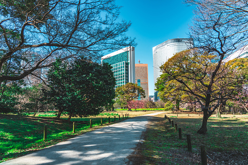 Bonsai Trees at Tokyo Metropolitan Hibiya Park in Tokyo, Japan